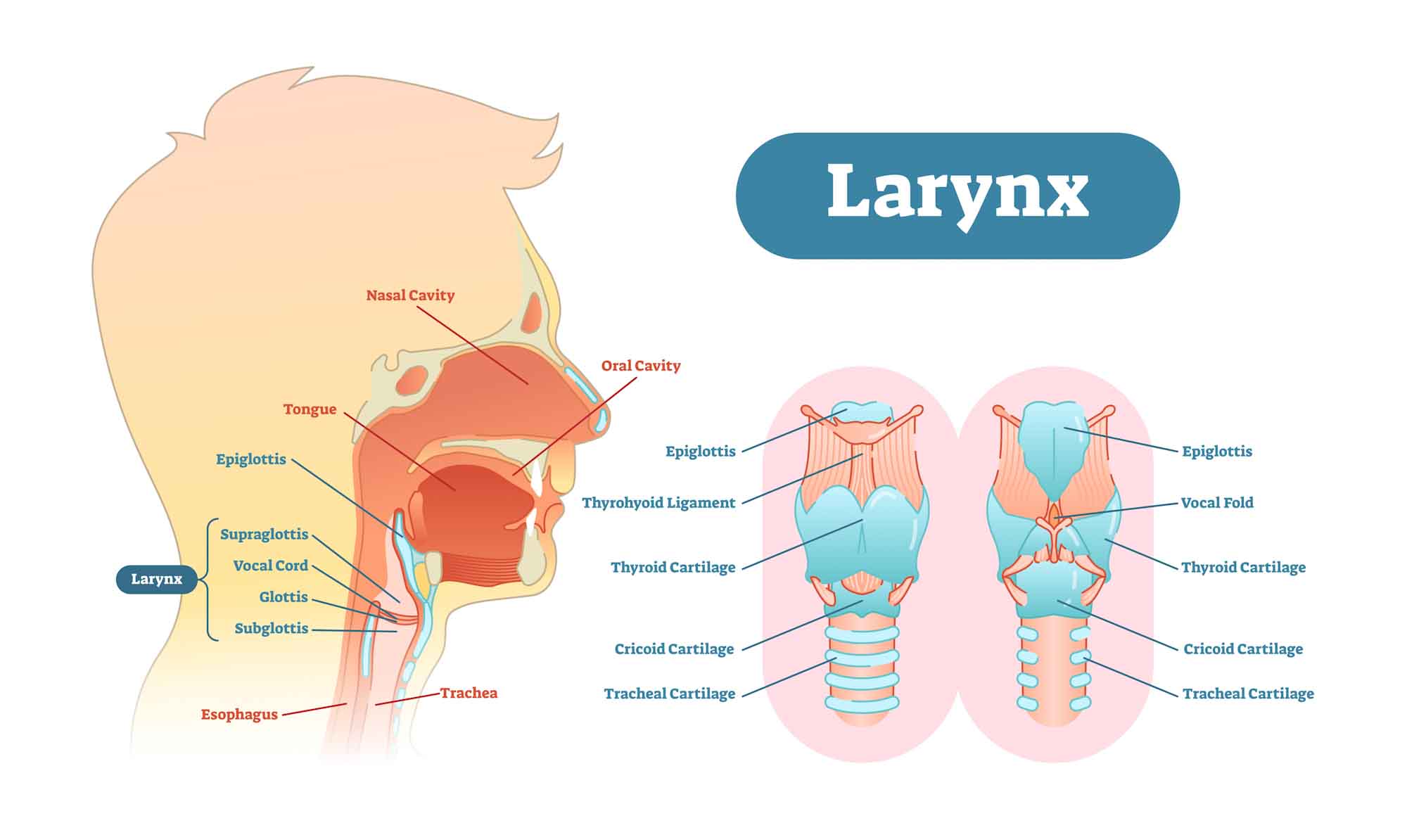 anatomie du larynx